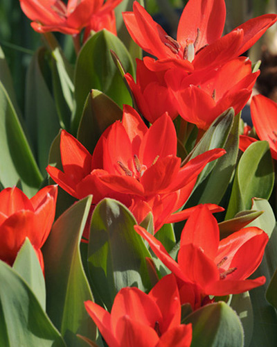 Tulipán mnohokvetý praestans Zwanenburg 9/+, 100 ks